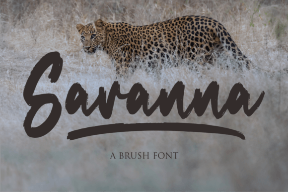 Savanna Brush Script Font Review